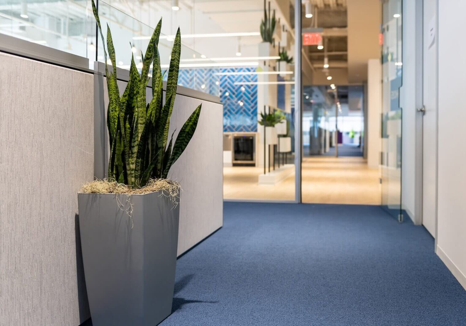 Commercial Carpet Cleaning