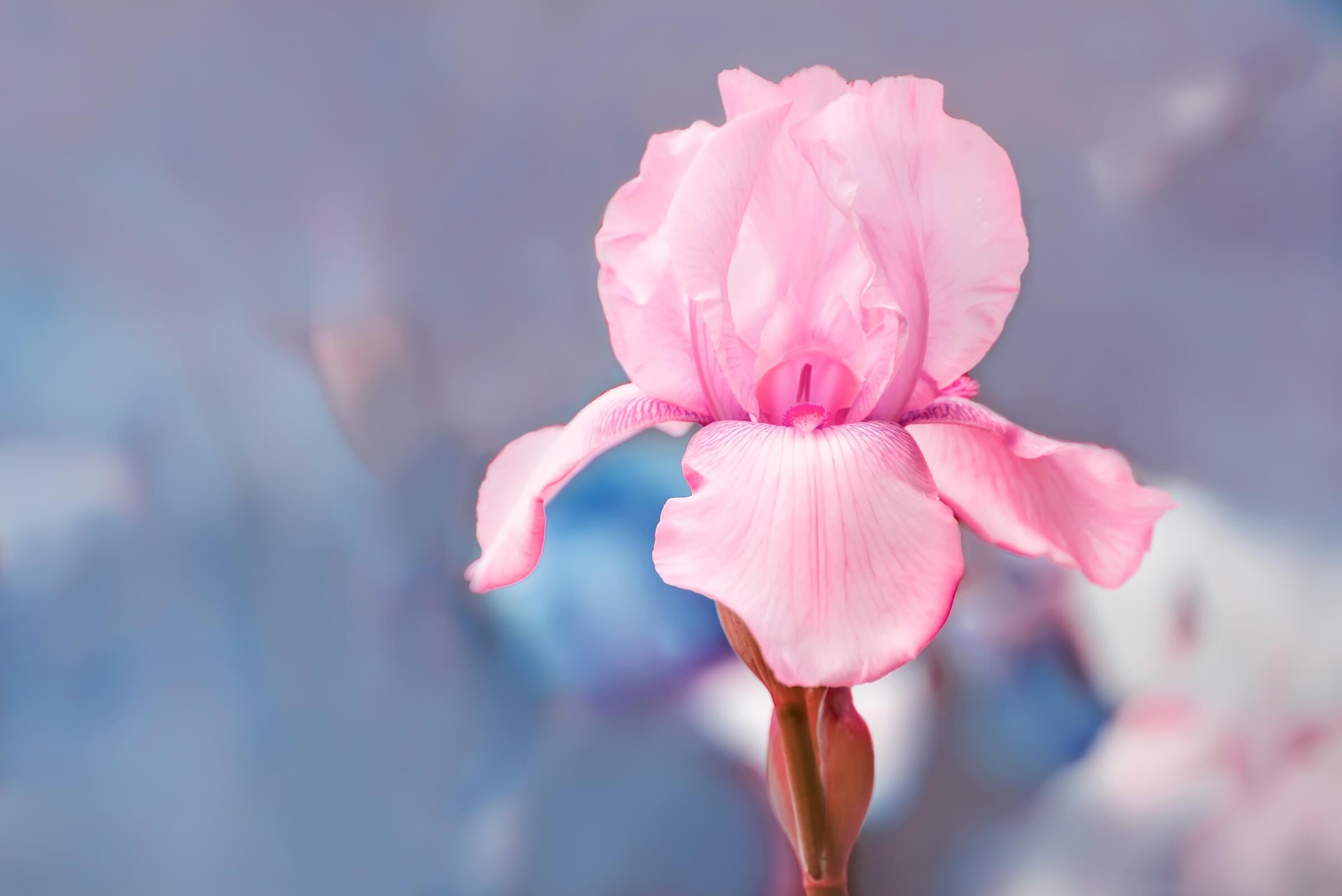 Vibrant pink iris